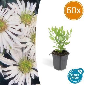60x Aster Tuinplanten - planten met bloemen voor in de tuin ↕10-25cm - Ø9cm