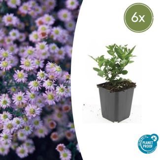 Aster ageratoides 'Stardust' 6 maal - Herfstbloeiende plant voor buiten