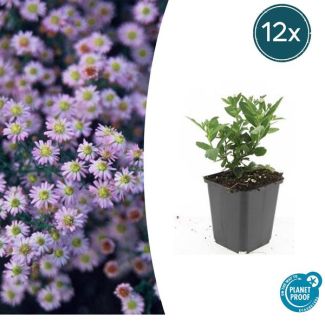 Herfstasters - 12 stuks - Winterharde Vaste Planten – 10-25cm hoog
