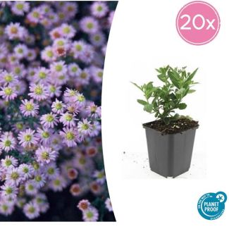 Aster ageratoides 'Stardust' | 20 stuks | Herfstasters | Tuinplanten