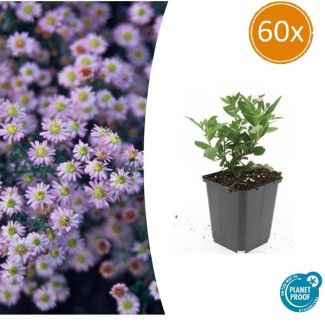 60x Langbloeiende Herfstaster | Aster ageratoides 'Stardust' ↕10-25cm