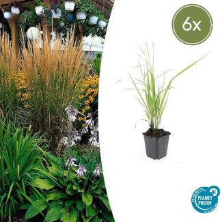 Struisriet - 6 stuks - winterharde siergras voor uw tuin ↕10-25cm