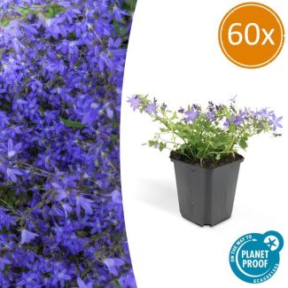 60x Klokjesbloem Campanula poscharskyana 'Stella'  ↕10-20cm - Ø9cm -  ideaal voor borders en bodembedekker