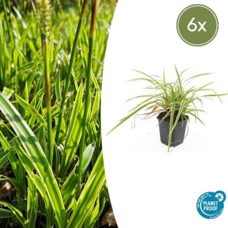 6 stuks Geel Gestreepte Japanse Zegge, Wintergroene Siergrasplant, Carex morrowii  Aureovariegata   - ↕10-25cm - Ø9cm