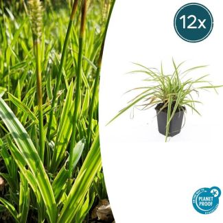 12 stuks Geel Gestreepte Japanse Zegge, Wintergroene Siergrasplant, Carex morrowii  Aureovariegata   - ↕10-25cm - Ø9cm