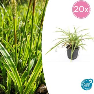 20 stuks Geel Gestreepte Japanse Zegge, Wintergroene Siergrasplant, Carex morrowii  Aureovariegata   - ↕10-25cm - Ø9cm