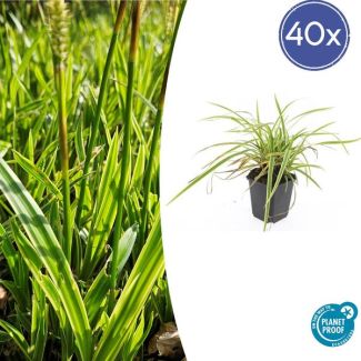 40 stuks Geel Gestreepte Japanse Zegge, Wintergroene Siergrasplant, Carex morrowii  Aureovariegata   - ↕10-25cm - Ø9cm