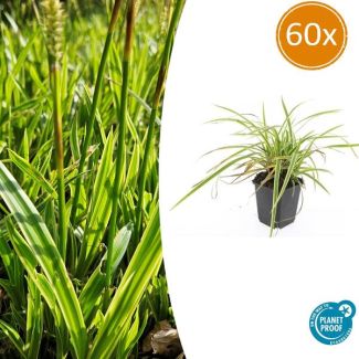 60 stuks Geel Gestreepte Japanse Zegge, Wintergroene Siergrasplant, Carex morrowii  Aureovariegata   - ↕10-25cm - Ø9cm