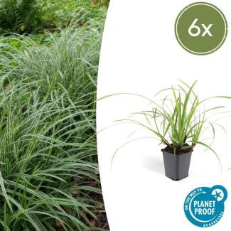 6x Japanse zegge (Carex morrowi Ice Dance), simpele bodembedekker