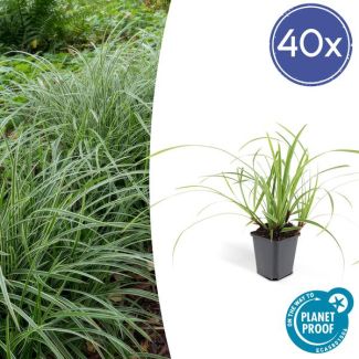 1-40x Japanse zegge (Carex morrowi Ice Dance), simpele bodembedekker