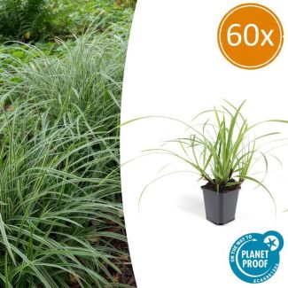 60x Japanse zegge (Carex morrowi Ice Dance), simpele bodembedekker