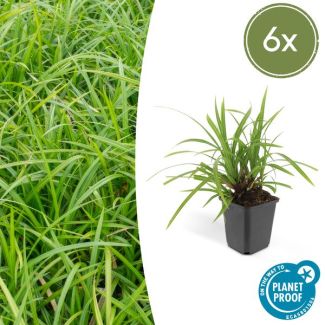 6x Japanse zegge'Irish Green'  Carex morrowii, onderhoudsvriendelijke buitenplant