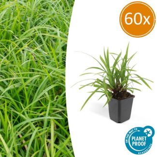 60x Japanse zegge 'Irish Green'  Carex morrowii, onderhoudsvriendelijke buitenplant