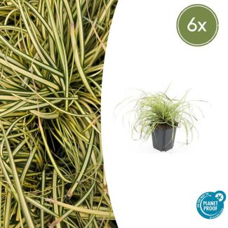 6 Stuks Japanse Zegge/Schaduw Zegge Evergold, Wintergroene Siergrasplant, Groen met GoudGele Middenstreep, Carex oshimensis Evergold   - ↕10-25cm - Ø9cm