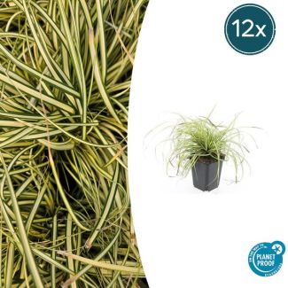 12 Stuks Japanse Zegge/Schaduw Zegge Evergold, Wintergroene Siergrasplant, Groen met GoudGele Middenstreep, Carex oshimensis Evergold   - ↕10-25cm - Ø9cm