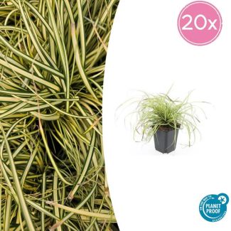 20 Stuks Japanse Zegge/Schaduw Zegge Evergold, Wintergroene Siergrasplant, Groen met GoudGele Middenstreep, Carex oshimensis Evergold   - ↕10-25cm - Ø9cm