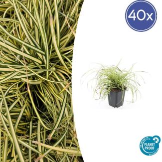 40 Stuks Japanse Zegge/Schaduw Zegge Evergold, Wintergroene Siergrasplant, Groen met GoudGele Middenstreep, Carex oshimensis Evergold   - ↕10-25cm - Ø9cm