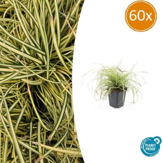 60 Stuks Japanse Zegge/Schaduw Zegge Evergold, Wintergroene Siergrasplant, Groen met GoudGele Middenstreep, Carex oshimensis Evergold   - ↕10-25cm - Ø9cm