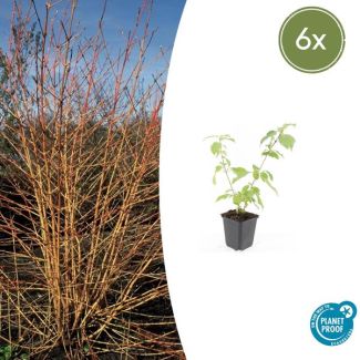 Opvallende tuinplant - 6 stuks - Cornus sanguinea 'Anny's Winter Orange' ↕10-25cm