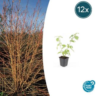 Tuinplant met feloranje takken - aantal 12 - Cornus sanguinea ↕10-25cm