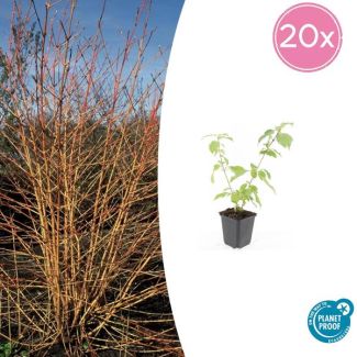20x Cornus sanguinea 'Anny's Winter Orange' - Feloranje in Winter - Tuinplanten