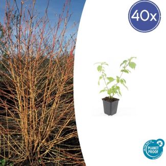 40 Opvallende tuinplanten - Rode kornoelje / Cornus sanguinea - ↕10-25cm