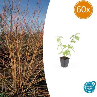 Rode kornoelje 'Anny's Winter Orange' tuinplant - 60 stuks