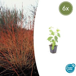 6  Stuks Kornoelje 'Midwintervuur', Heester, s Winters mooie Rode Takken, Voorjaar Witte bloementjes, Donkerpaarse Besachtige vruchten, Cornus sang.  Midwinter Fire  - ↕10-25cm - Ø9cm
