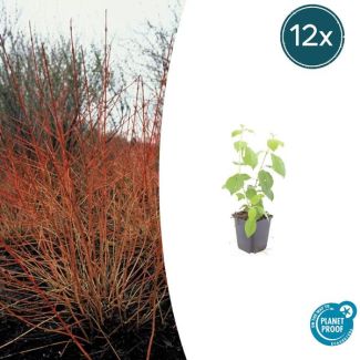 12  Stuks Kornoelje 'Midwintervuur', Heester, s Winters mooie Rode Takken, Voorjaar Witte bloementjes, Donkerpaarse Besachtige vruchten, Cornus sang.  Midwinter Fire  - ↕10-25cm - Ø9cm