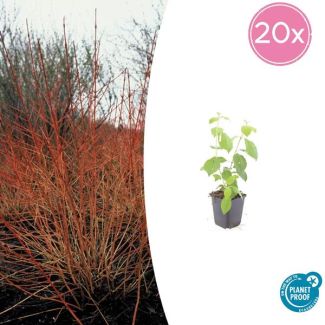 20  Stuks Kornoelje 'Midwintervuur', Heester, s Winters mooie Rode Takken, Voorjaar Witte bloementjes, Donkerpaarse Besachtige vruchten, Cornus sang.  Midwinter Fire  - ↕10-25cm - Ø9cm