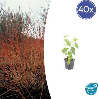 40  Stuks Kornoelje 'Midwintervuur', Heester, s Winters mooie Rode Takken, Voorjaar Witte bloementjes, Donkerpaarse Besachtige vruchten, Cornus sang.  Midwinter Fire  - ↕10-25cm - Ø9cm