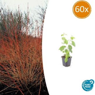 60 Stuks Kornoelje 'Midwintervuur', Heester, s Winters mooie Rode Takken, Voorjaar Witte bloementjes, Donkerpaarse Besachtige vruchten, Cornus sang.  Midwinter Fire  - ↕10-25cm - Ø9cm