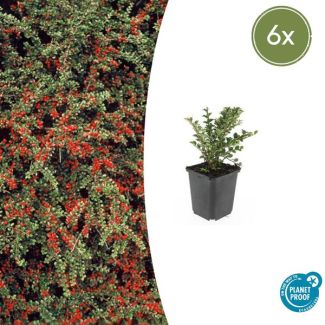 Vlakke dwergmispel | Cotoneaster horizontalis | 6 stuks | Winterharde tuinplanten