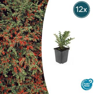 Sierheester met horizontale groei - 12 stuks - Cotoneaster horizontalis