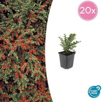 20 Bodembedekkers winterhard - Cotoneaster horizontalis ↕10-25cm