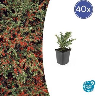 40x Vlakke dwergmispel - Tuinplant voor borders of als bodembedekker