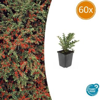 60 stuks Cotoneaster - Horizontale dwergmispel winterhard ↕10-25cm
