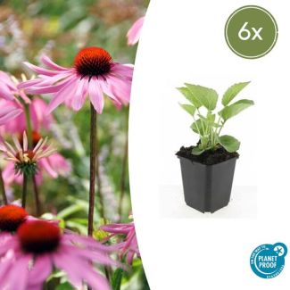 Rode zonnehoed 'Magnus' - 6 stuks | Vaste plant | winterhard