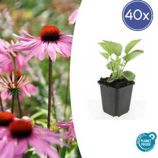 40 stuks Rode zonnehoed - Roze borderplanten - Niet giftig