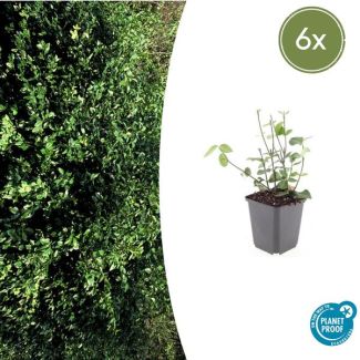 6 Stuks Kardinaalmuts Coloratus, Haag, Groene Winterharde Bodembedekker, Euonymus fort.  Coloratus  - ↕10-25cm - Ø9cm