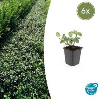 6  Stuks Kardinaalmuts Dart`s Blanket, Haag, Bodembedekker, Euonymus fort.  Dart s Blanket  - ↕10-25cm - Ø9cm
