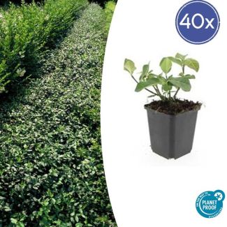 40 Stuks Kardinaalmuts Dart`s Blanket, Haag, Bodembedekker, Euonymus fort.  Dart s Blanket  - ↕10-25cm - Ø9cm