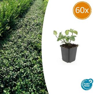60 stuks Kardinaalsmuts `Dart`s Blanket`, Sterke Winterharde Bodembedekker, Haag, Euonymus fort.  Dart s Blanket  - ↕10-25cm - Ø9cm