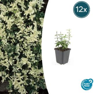 12 Stuks Kardinaalmuts Harlequin, Blad Groen en Creme tot Witte tinten, Wintergroene Bodembedekker, Euonymus fort.  Harlequin  - ↕10-25cm - Ø9cm