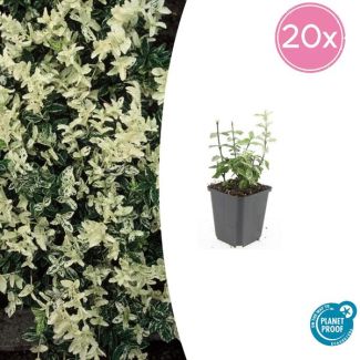 20 Stuks Kardinaalmuts Harlequin, Blad Groen en Creme tot Witte tinten, Wintergroene Bodembedekker, Euonymus fort.  Harlequin  - ↕10-25cm - Ø9cm