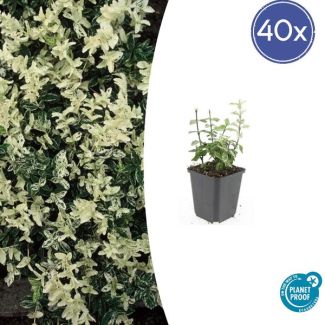 40 Stuks Kardinaalmuts Harlequin, Blad Groen en Creme tot Witte tinten, Wintergroene Bodembedekker, Euonymus fort.  Harlequin  - ↕10-25cm - Ø9cm