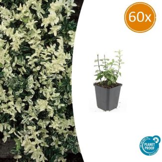 60 Stuks Kardinaalmuts Harlequin, Blad Groen en Creme tot Witte tinten, Wintergroene Bodembedekker, Euonymus fort.  Harlequin  - ↕10-25cm - Ø9cm