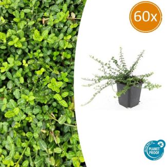 60 Stuks Kardinaalmuts Minimus, Sterke Wintergroene Bodembedekker, Euonymus fort.  - ↕10-25cm - Ø9cm