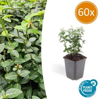 60 Stuks Kardinaalsmuts, Klimplant, Bodembedekker, Groenblijvende Zeer Winterhard, Euonymus fortunei radicans ca ↕25cm - Ø9cm
