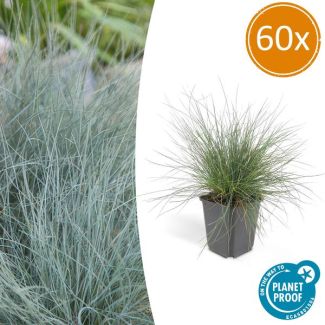 60x blauw schapengras Festuca glauca 'Elijah Bleu' - ↕10-25cm - Ø9cm - siergras - viltgras